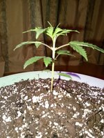 IMG_20251108_173825_254.jpg