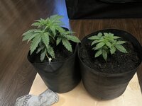 IMG_2157.jpeg