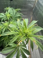 IMG_3689.jpeg IMG_3689.jpeg