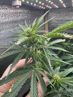 IMG_3790.jpeg