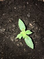 IMG_1056.JPG