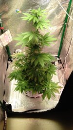 1000134460.jpg