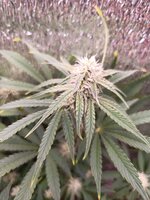 1000011207.jpg