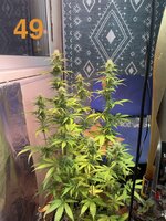 IMG_3253.jpeg