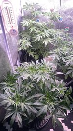 IMG_7046.jpeg