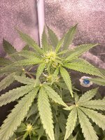 IMG_7058.jpeg