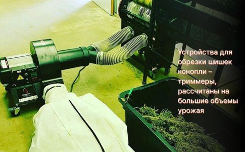 обрезка шишек конопли триммером
