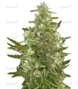 Critical__Autoflowering.jpg Critical__Autoflowering.jpg