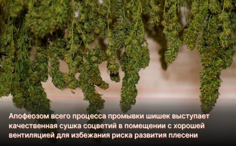 Уделите особое внимание сушке урожая