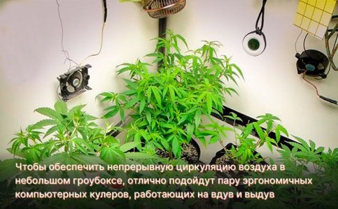 Воздух и вода для конопли