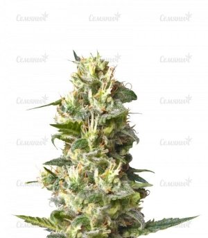 sort_Lemon_Shining_Silver_Haze_Lemon_Haze__HZyBI6jJuFbG4Al3.jpg sort_Lemon_Shining_Silver_Haze_Lemon_Haze__HZyBI6jJuFbG4Al3.jpg