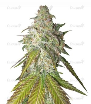 sort_Sour_Diesel_RQS__D7mXg7ycwqTiUtaq.jpg