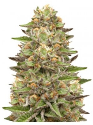 green gelaato.jpg green gelaato.jpg