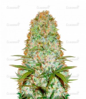 sort_Red_Russian_XXL_victory_seeds__AXDR7YjblcP83s36.jpg sort_Red_Russian_XXL_victory_seeds__AXDR7YjblcP83s36.jpg