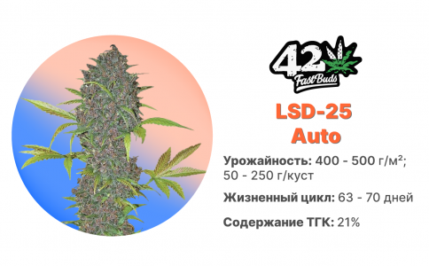 LSD-25 Auto