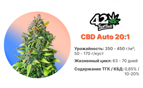CBD Auto 20:1 CBD Auto 20:1
