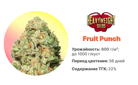 Fruit Punch Fruit Punch