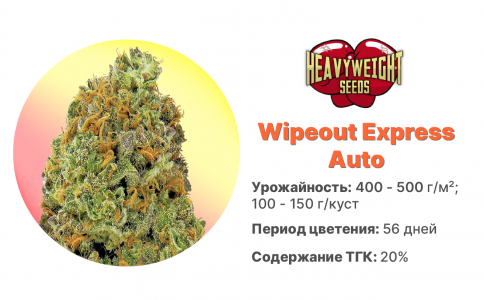 Wipeout Express Auto Wipeout Express Auto