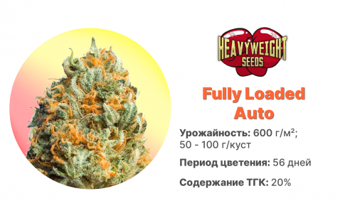 Fully Loaded Auto Fully Loaded Auto