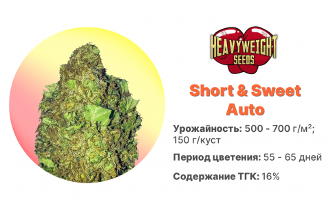 Short & Sweet Auto Short & Sweet Auto