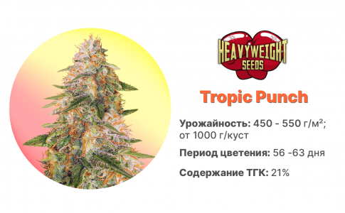 Tropic Punch Tropic Punch