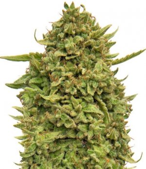 pineapple chunk.jpg pineapple chunk.jpg