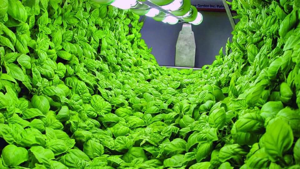 siberian-grower.ru